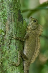Gonocephalus bornensis