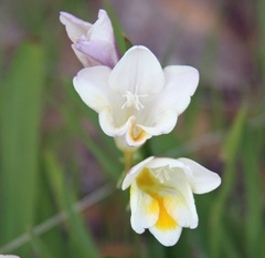 Freesia leichtlinii ssp. alba