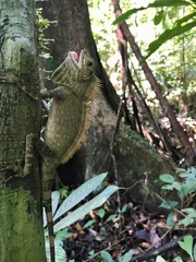 Gonocephalus bornensis