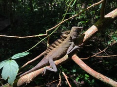 Gonocephalus bornensis