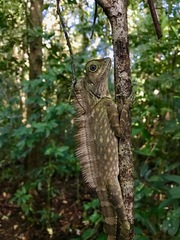 Gonocephalus bornensis