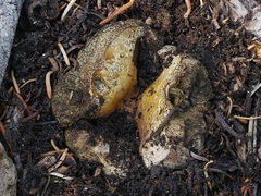 Boletus subalpinus