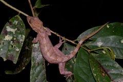 Cyrtodactylus yoshii