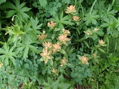 Castilleja miniata fulva