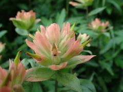 Castilleja miniata fulva