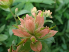 Castilleja miniata fulva