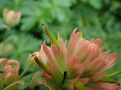 Castilleja miniata fulva