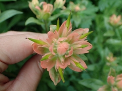 Castilleja miniata fulva