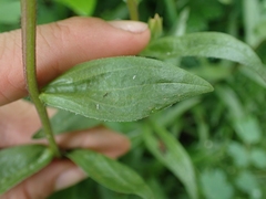 Castilleja miniata fulva