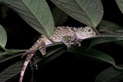 Gonocephalus bornensis