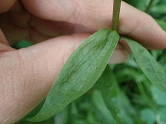 Castilleja miniata fulva
