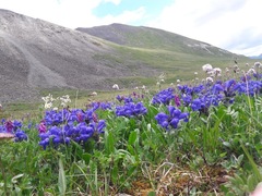 Dracocephalum grandiflorum