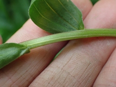 Castilleja miniata fulva