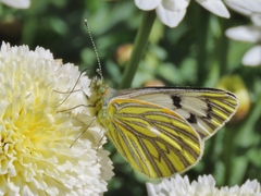 Tatochila xanthodice