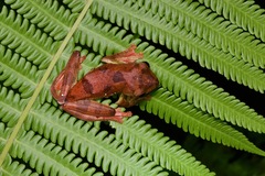 Rhacophorus pardalis