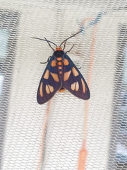 Amata trigonophora