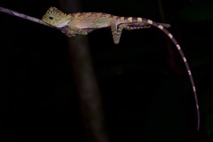 Gonocephalus bornensis