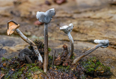 Hypomyces cervinus