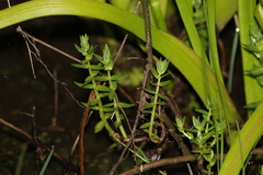 Rotala tripartita