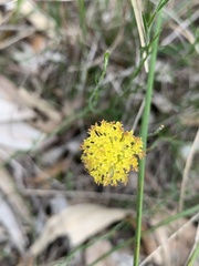 Leptorhynchos nitidulus