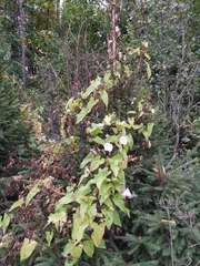 Calystegia sepium spectabilis