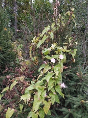 Calystegia sepium spectabilis