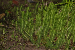 Myriophyllum gracile