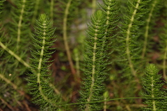 Myriophyllum gracile