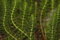 Myriophyllum gracile