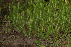 Myriophyllum gracile