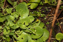 Nymphoides exiliflora