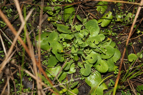 Nymphoides exiliflora (Nymphoides exiliflora)