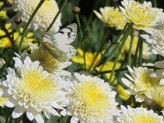 Tatochila xanthodice