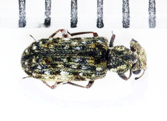 Zopheridae