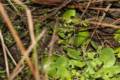 Nymphoides exiliflora