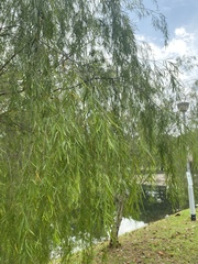 Leptospermum madidum