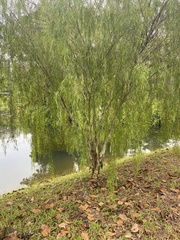 Leptospermum madidum