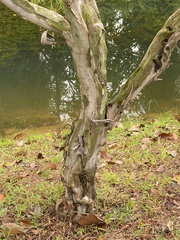 Leptospermum madidum