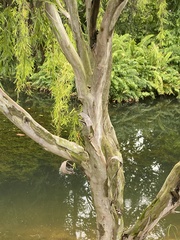 Leptospermum madidum