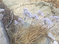Allium apolloniensis