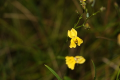 Goodenia paniculata