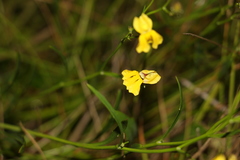 Goodenia paniculata