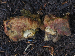 Gastroboletus ruber