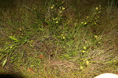 Goodenia paniculata