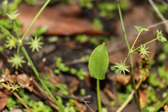 Damasonium minus