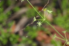 Damasonium minus