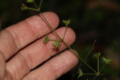 Damasonium minus