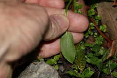 Damasonium minus
