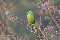 Psilopogon asiaticus