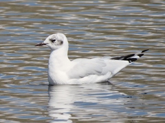 Chroicocephalus serranus